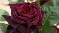 Estas rosas vão embelezar qualquer jardim: 5 das variedades mais bonitas e fáceis de cuidar